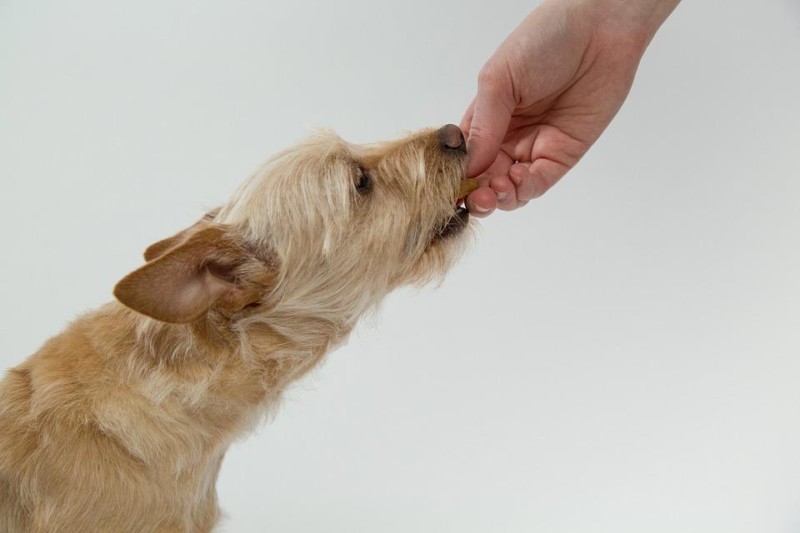 Can a Dog Eat Peanuts?