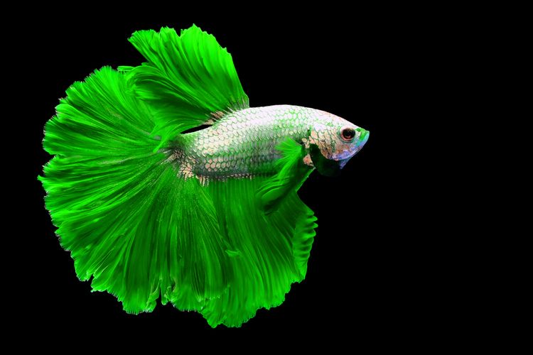 Fish Names: Over 500 Inspirative and Creative Options