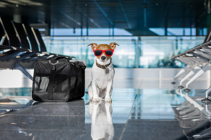 Traveling by Plane with a Dog - Care and Precautions