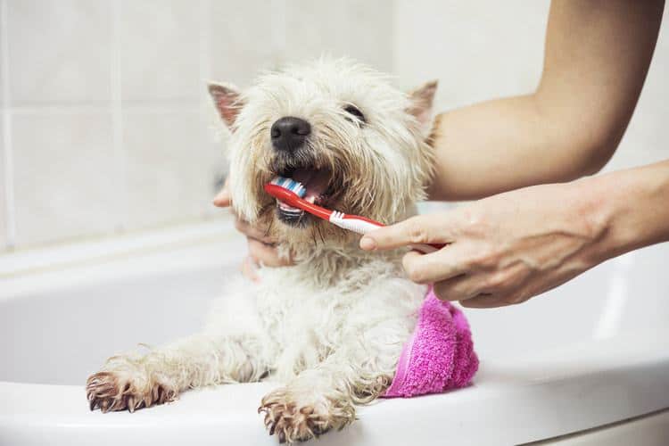 Brushing Dog Teeth - How to Maintain the Hygiene Habit