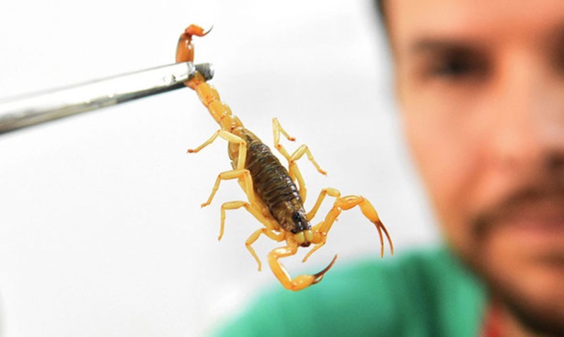 Scorpion Sting – What to do, What Not to do and How to Avoid