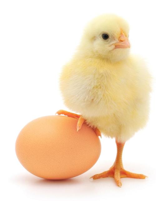 Who Came First, the Egg or the Chicken?