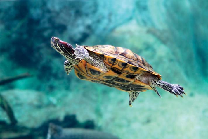 Aquatic Turtles, their Care and Needs