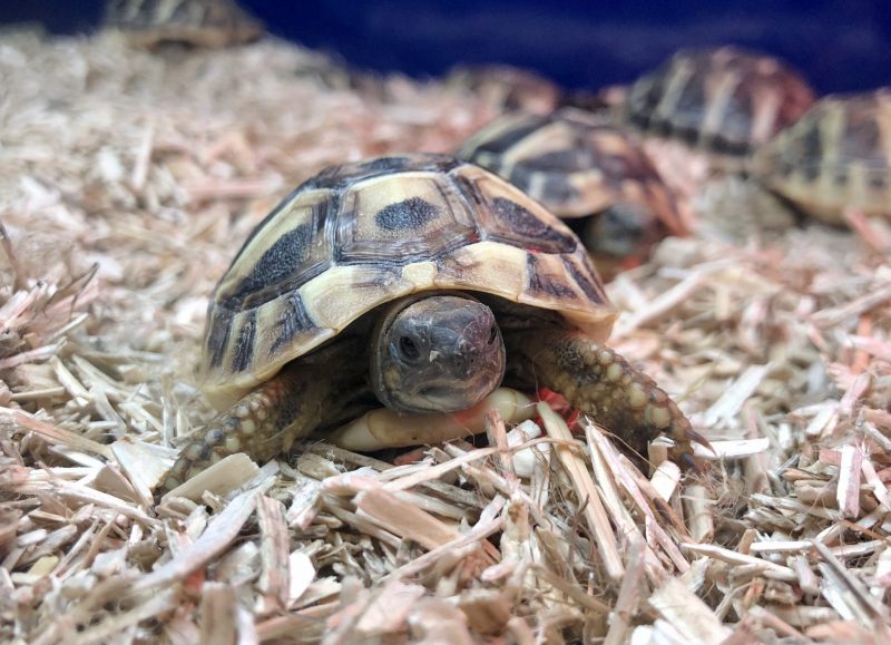How to Care for a Mediterranean tortoise