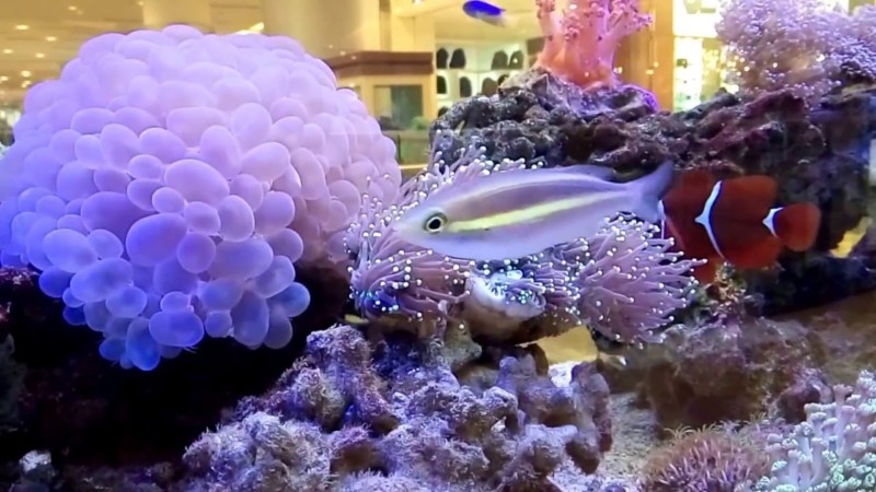 How to Make Your Own Decorations for a Saltwater Aquarium