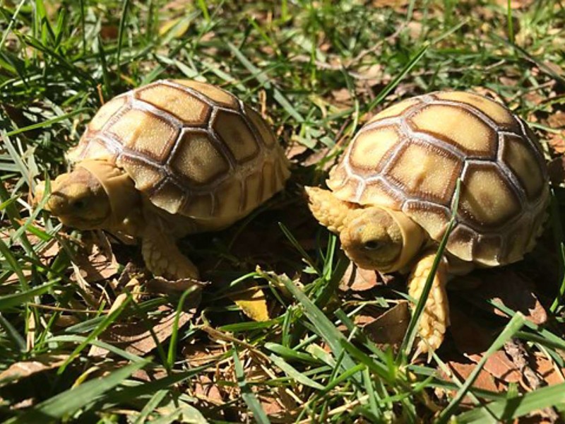 Sulcata Tortoise: Feeding, Habitat, Growth, and More