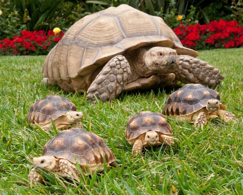 Sulcata Tortoise: Feeding, Habitat, Growth, and More
