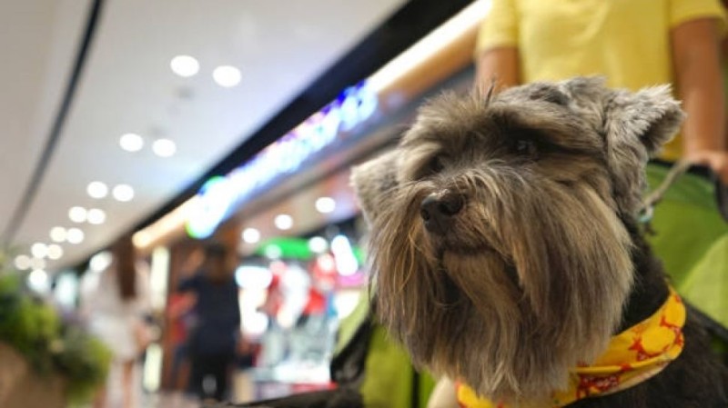 Are Dogs Allowed in the Mall? Tips for Taking Dog to the Mall
