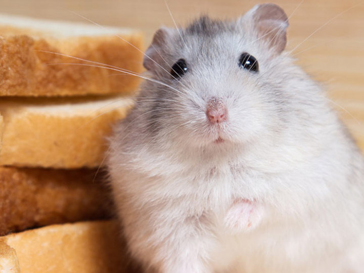 Can Hamsters Safely Consume Cheese?