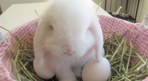 Debunking the Myth: Do Rabbits Lay Eggs?