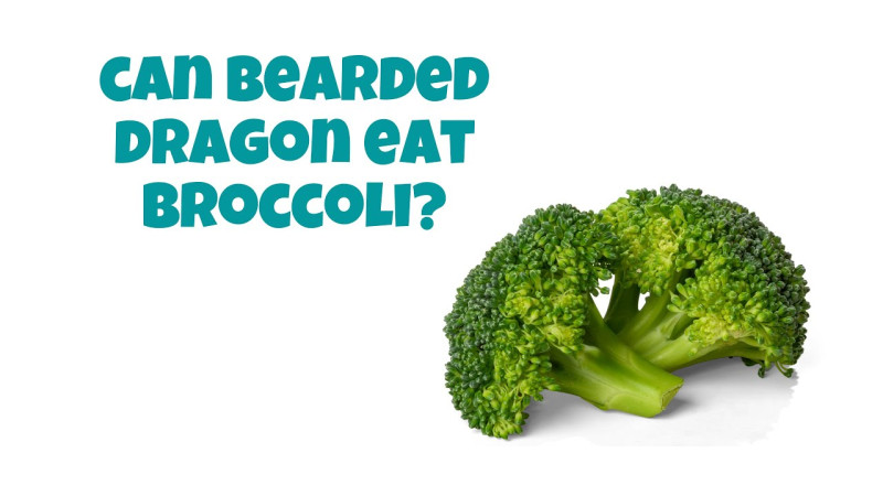Providing A Nutritional Diet For Your Bearded Dragon: Can They Eat Broccoli?