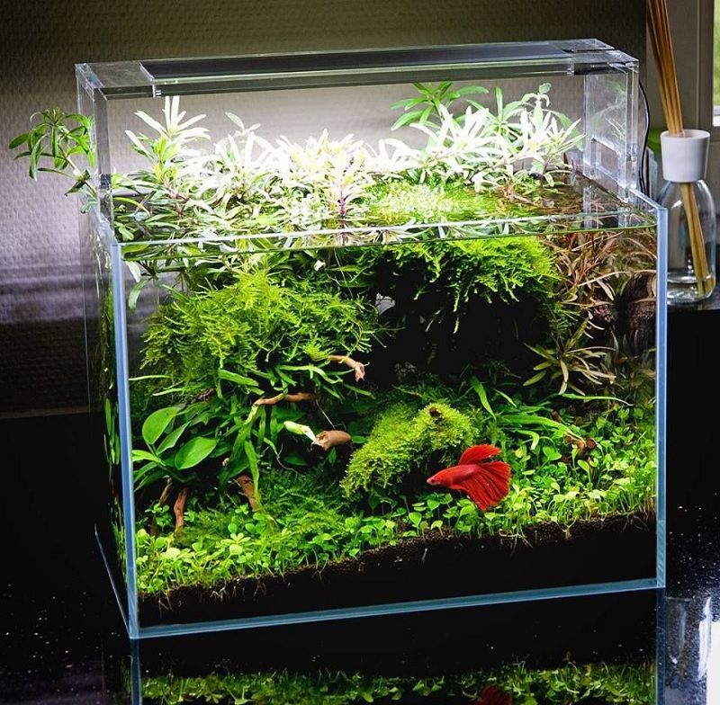 The Ultimate Guide: Finding the Perfect Tank Mates for Your Betta Fish